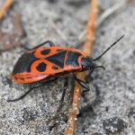 Vuurwants (Pyrrhocoris apterus). Vuurwants (Pyrrhocoris apterus).