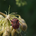 Pyjamaschildwants (Graphosoma italicum). Pyjamaschildwants (Graphosoma italicum).