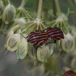 Pyjamaschildwants (Graphosoma italicum). Pyjamaschildwants (Graphosoma italicum).