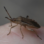 Oogstreeprandwants (Ceraleptus lividus). Oogstreeprandwants (Ceraleptus lividus).