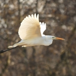 Grote zilverreiger (Ardea alba). Grote zilverreiger (Ardea alba).