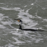 Aalscholver (Phalacrocorax carbo). Aalscholver (Phalacrocorax carbo).
