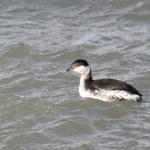 Kuifduiker (Podiceps auritus). Kuifduiker (Podiceps auritus).