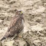 Buizerd (Buteo buteo). Buizerd (Buteo buteo).