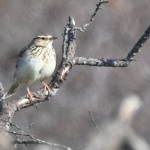 Boomleeuwerik (Lullula arborea). Boomleeuwerik (Lullula arborea).