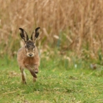 Haas (Lepus europaeus). Haas (Lepus europaeus).