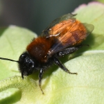 Vosje (Andrena fulva). Vosje (Andrena fulva).