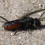 Grote bloedbij (Sphecodes albilabris). Grote bloedbij (Sphecodes albilabris).