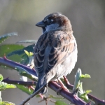Huismus (Passer domesticus). Huismus (Passer domesticus).