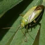 Aardappelprachtblindwants (Closterotomus norwegicus). Aardappelprachtblindwants (Closterotomus norwegicus).