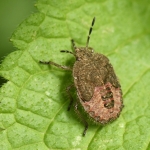 Bessenschildwants (Dolycoris baccarum) . Bessenschildwants (Dolycoris baccarum) .