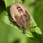 Bessenschildwants (Dolycoris baccarum) . Bessenschildwants (Dolycoris baccarum) .