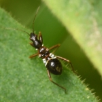 Miersikkelwants (Himacerus mirmicoides). Miersikkelwants (Himacerus mirmicoides).