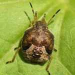 Zuidelijke schildwants (Peribalus strictus). Zuidelijke schildwants (Peribalus strictus).