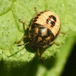 Zuidelijke schildwants (Peribalus strictus). Zuidelijke schildwants (Peribalus strictus).