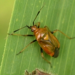 Rode halsbandwants (Deraeocoris ruber) . Rode halsbandwants (Deraeocoris ruber) .