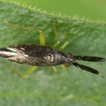 Slanke diksprietblindwants (Heterotoma planicornis). Slanke diksprietblindwants (Heterotoma planicornis).