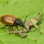 Wolkever (Lagria spec). Wolkever (Lagria spec).