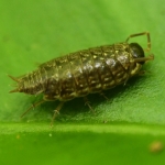 Mospissebed (Philoscia muscorum). Mospissebed (Philoscia muscorum).