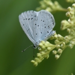 Boomblauwtje (Celastrina argiolus). Boomblauwtje (Celastrina argiolus).