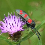 Sint-jansvlinder (Zygaena filipendulae). Sint-jansvlinder (Zygaena filipendulae).
