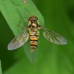 Snorzweefvlieg (Episyrphus balteatus). Snorzweefvlieg (Episyrphus balteatus).