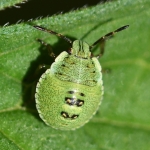 Groene schildwants (Palomena prasina). Groene schildwants (Palomena prasina).