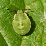 Groene schildwants (Palomena prasina). Groene schildwants (Palomena prasina).