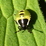 Groene schildwants (Palomena prasina). Groene schildwants (Palomena prasina).