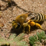 Duinzijdebij ( Colletes fodiens ). Duinzijdebij ( Colletes fodiens ).