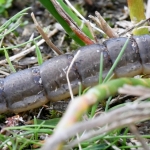 Geelgerande watertor (Dytiscus marginalis). Geelgerande watertor (Dytiscus marginalis).