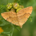 Gestreepte goudspanner (Camptogramma bilineata). Gestreepte goudspanner (Camptogramma bilineata).