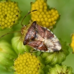 Gewone kielwants (Elasmucha grisea). Gewone kielwants (Elasmucha grisea).