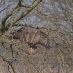Buizerd Buizerd