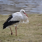 Ooievaar Ooievaar