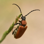 Gewone smalboktor - Stictoleptura rubra. Gewone smalboktor - Stictoleptura rubra.