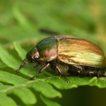 Anomala dubia. Anomala dubia.