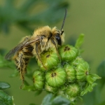 Pluimvoetbij - Dasypoda hirtipes. Pluimvoetbij - Dasypoda hirtipes.