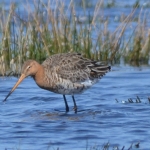 Grutto Grutto