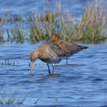 Grutto Grutto