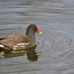 Waterhoentje Waterhoentje