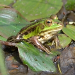 Groene kikker Groene kikker
