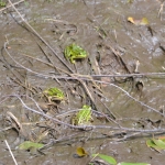 Groene kikker Groene kikker