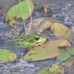 Groene kikker Groene kikker