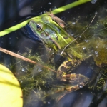 Groene kikker Groene kikker