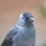 Kauw Kauw