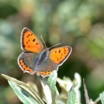 Kleine vuurvlinder Kleine vuurvlinder