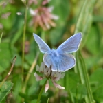 Icarusblauwtje Icarusblauwtje