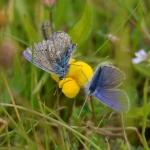 Icarusblauwtje Icarusblauwtje