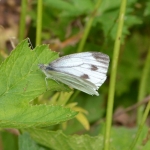 Klein geaderd witje Klein geaderd witje